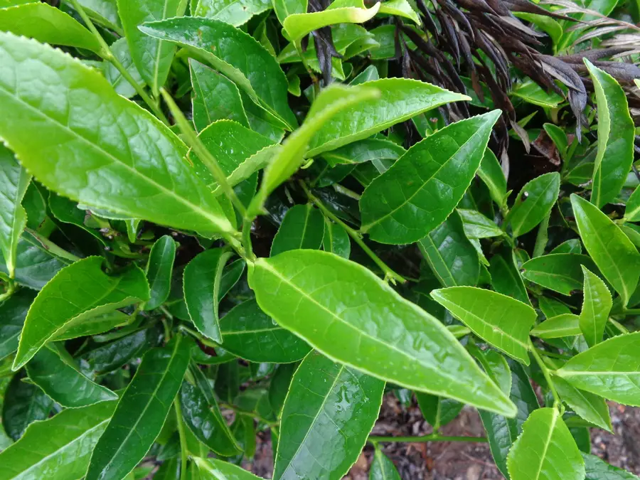 camellia sinensis