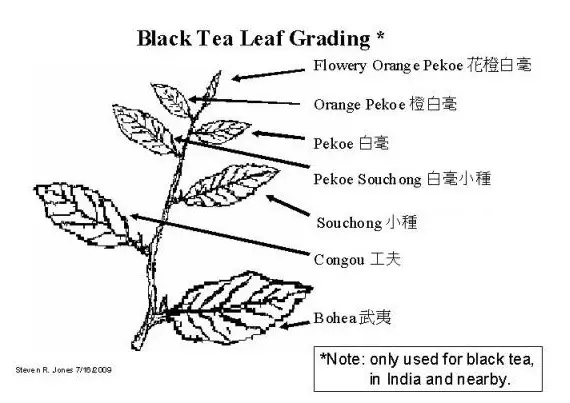 how tea is made -