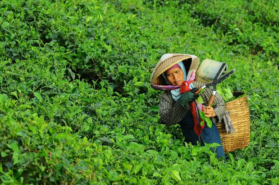 how tea is made - person-picking-tea