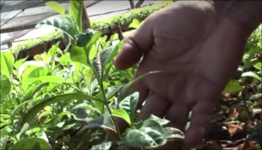 Yerba Mate Plant