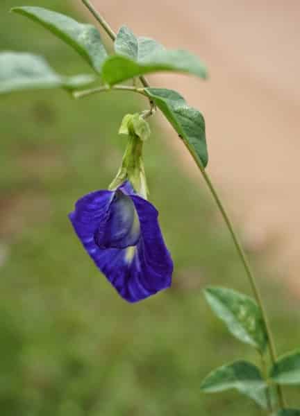 Clitoria ternatea