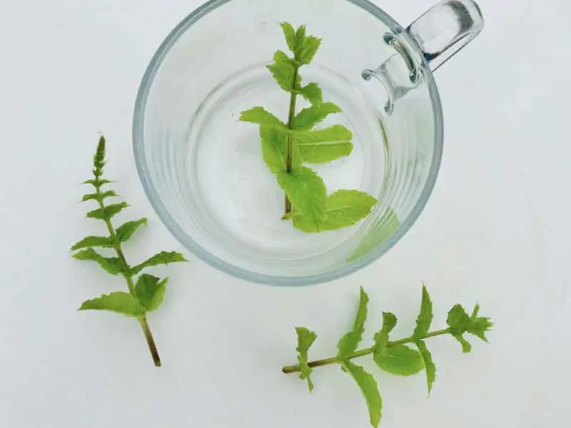 peppermint tea and leaves