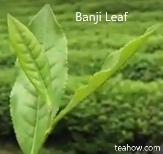 banji-leaf