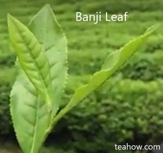 banji-leaf