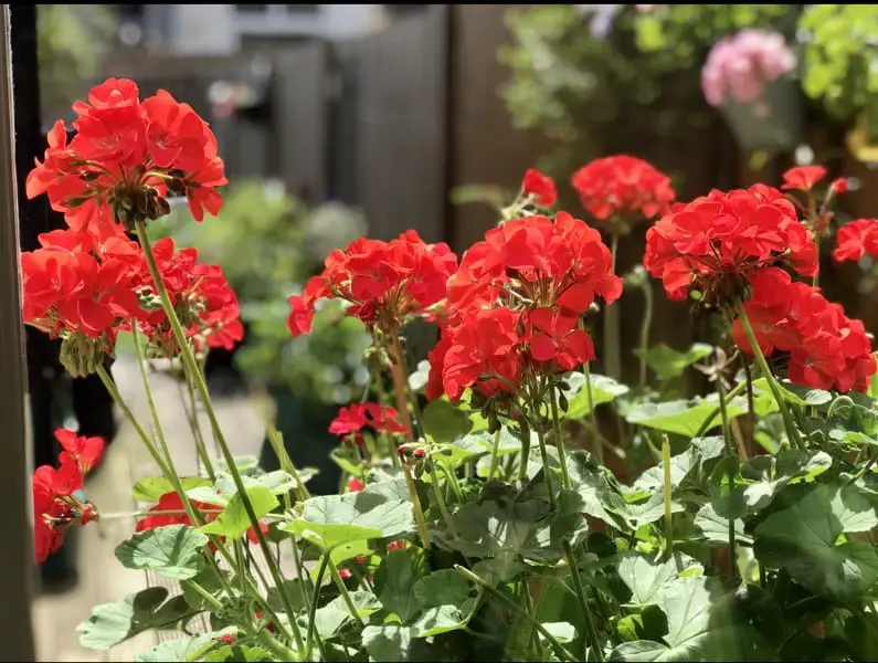 geranium plant