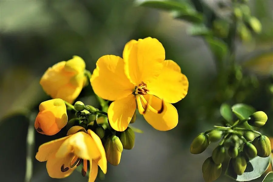 senna plant