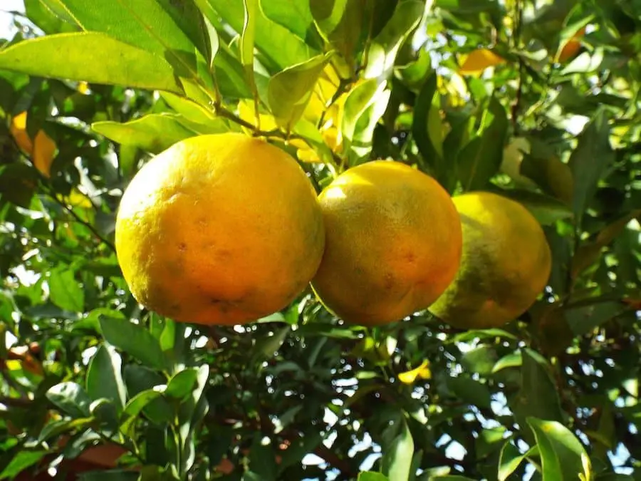 bergamot-fruit