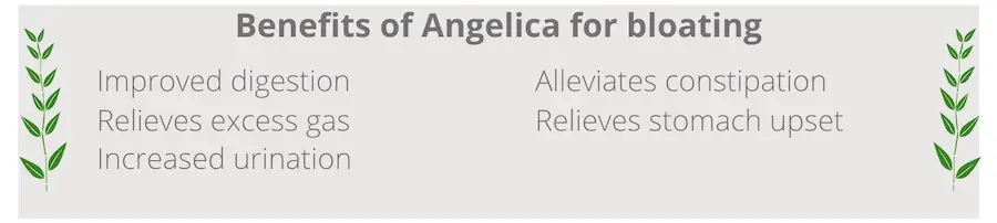list of benefits of angelica for bloating