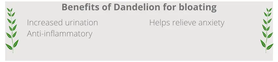 list of benefits of dandelion for bloating