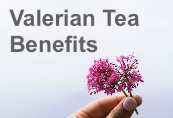 valerian tea benefits