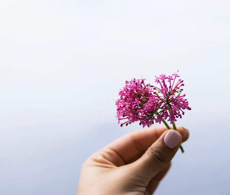 valerian tea plant