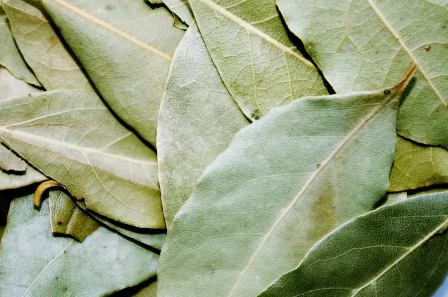 bay leaves