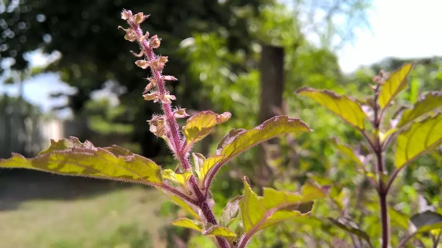 tulsi tea benefits - holy basil plant